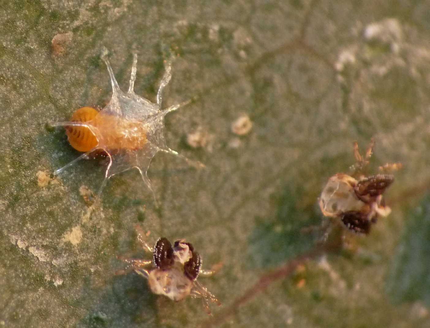 Psyllidae: Glycaspis brimblecombei; stadi successivi